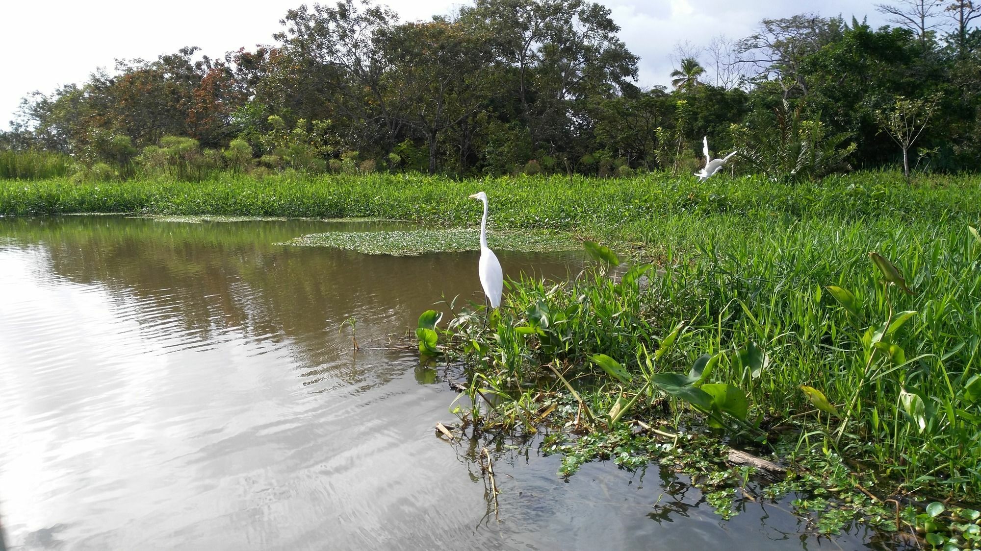 Lirio Lodge Barra de Pacuare Buitenkant foto